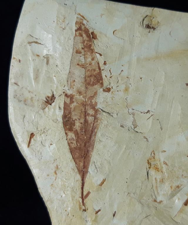Fruchtstand indet. & Daphnogene polymorpha ETTINGSHAUSEN 1851 - Bild © FossNet FossilienStore